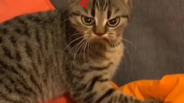 funny and angry cat video 2021 - try not to laugh