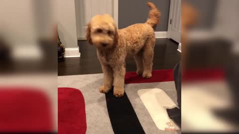 Dog Reaction to Funny Dog - Funny Couple Dog Reaction Compilation