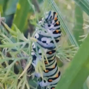 Swallowtail Caterpillar