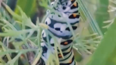 Swallowtail Caterpillar