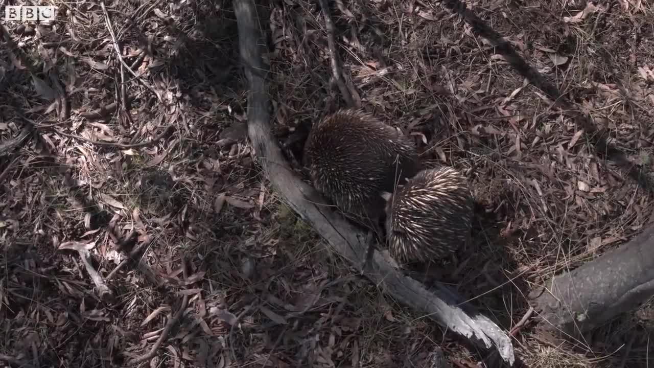 Lazy Echidnas Try to Find a Mate | Seven Worlds, One Planet | BBC Earth