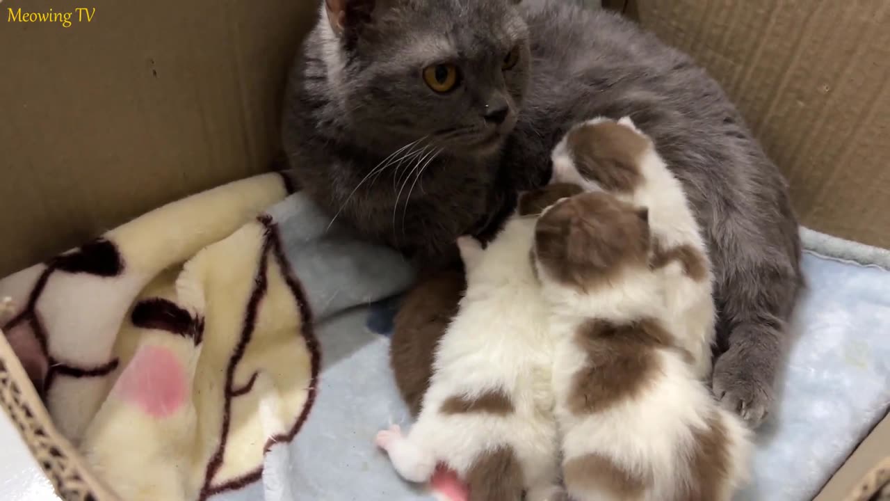 Kittens that have lost their mother are cared for carefully by a short-legged mother cat