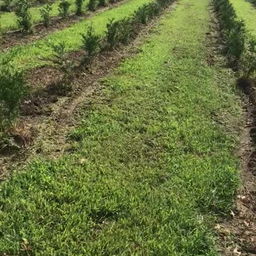 This tree will surprise you with its fast growth…green giants