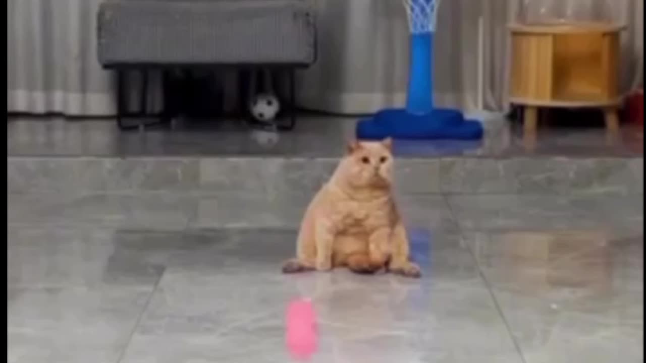 Cat Training game video