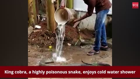 Watch: King cobra enjoys cold water shower