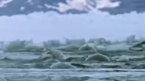 Narwhals: The Unicorns of the sea