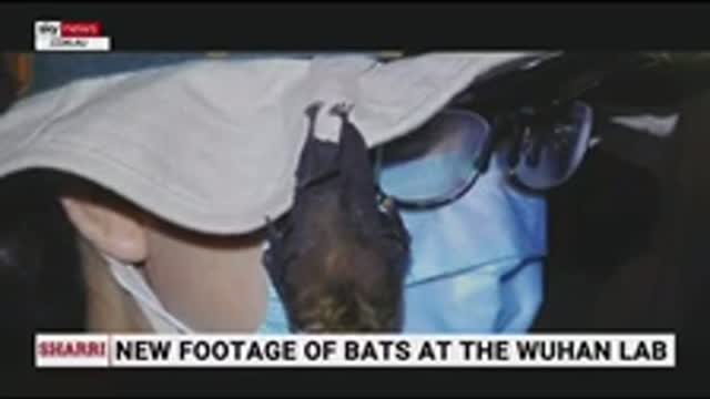 Live bats stored inside Wuhan lab.