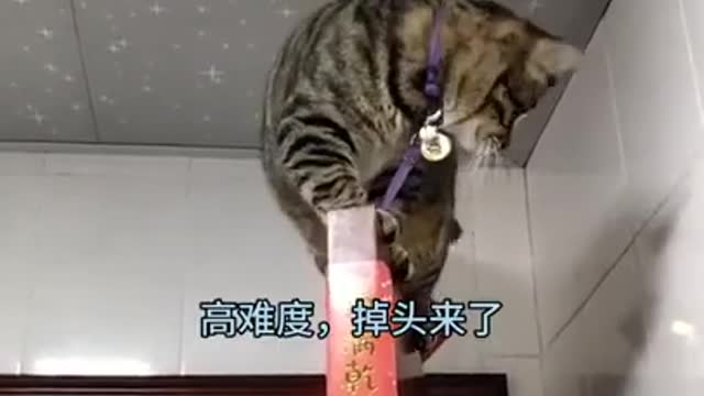 This cat thinks he's a monkey