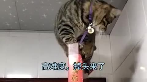 This cat thinks he's a monkey