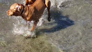 Jasper & Winston Beach Adventure