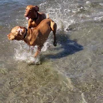 Jasper & Winston Beach Adventure