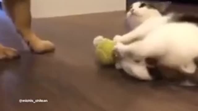 Fantasting very cat funny video