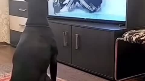 THIS DOG HAS THE Best Workout Routine !!!