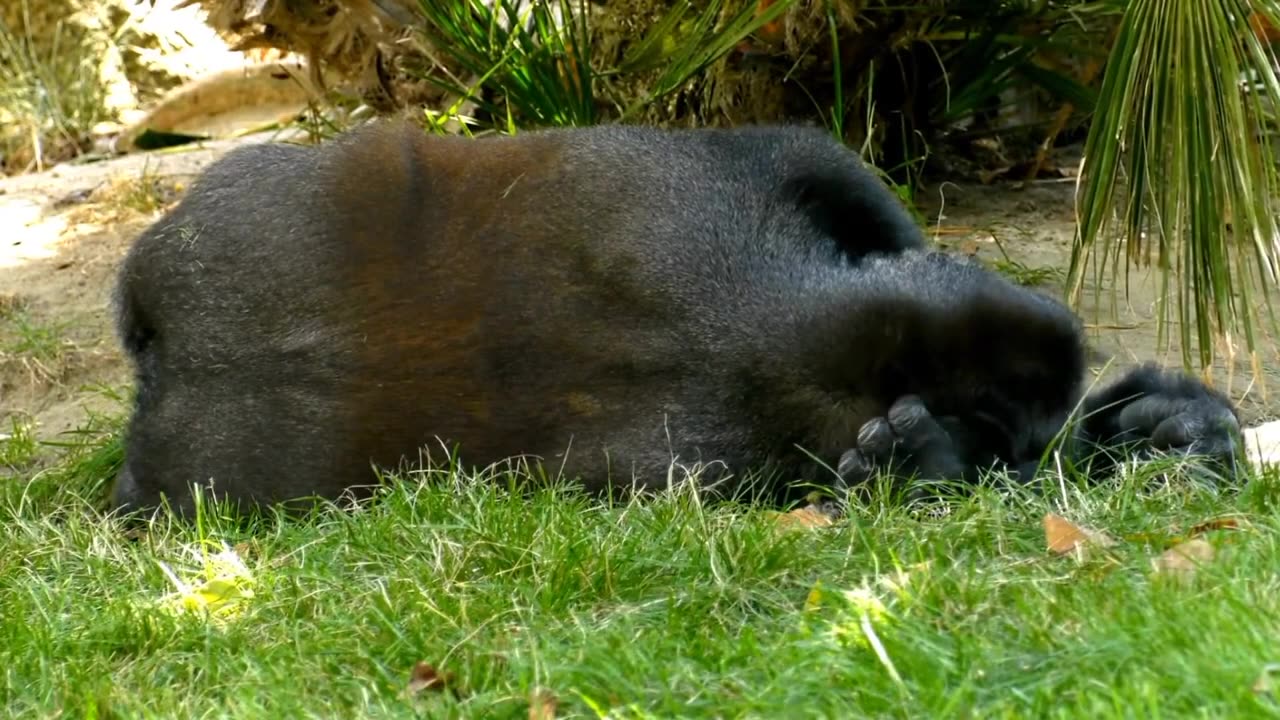 Funny Gorilla animal footage #animals #cats #dog #dogsvideos