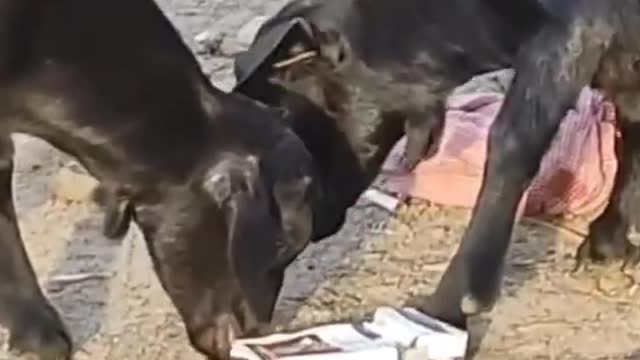 Two baby goat playing.