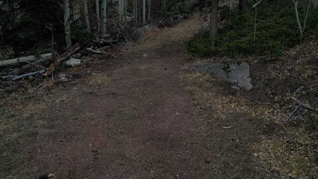 Moose Hallow - deer sighting [drone]