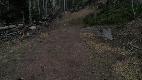 Moose Hallow - deer sighting [drone]