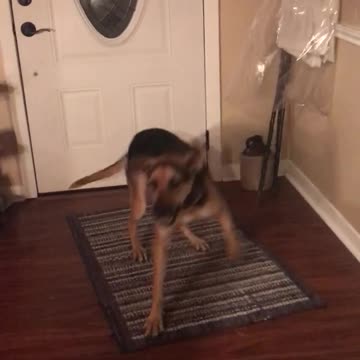 Dog says there’s no place like home!