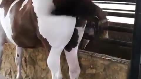 HORSE IS FEELING TOO HOT