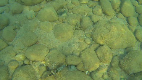 Small octopus being attacked