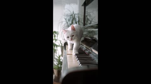 Cat piano playing style