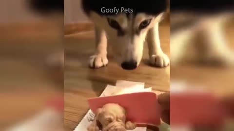 funny dog video