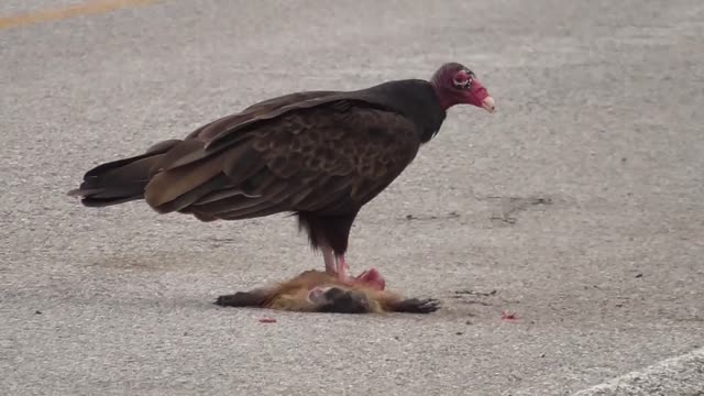 115 Toussaint Wildlife - Oak Harbor Ohio - Vulture And Its Carrion