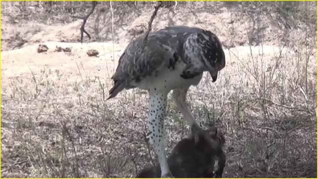 The Strongest and Largest Eagle in The World