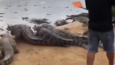 MOVING THE CROCODILES TO THE WATER!