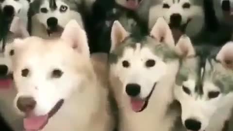 what do you do when you own a bunch of huskies