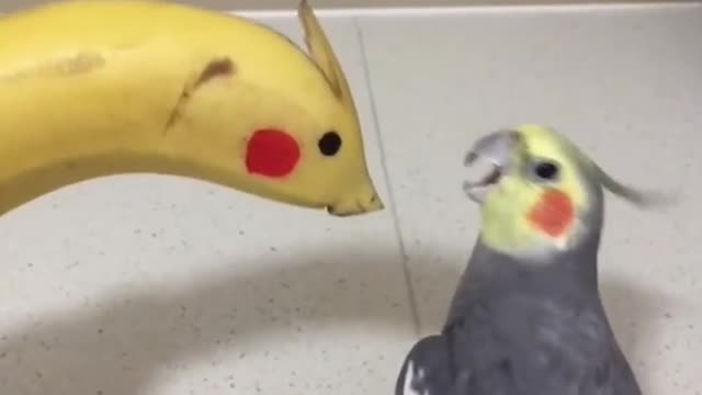 Funny bird