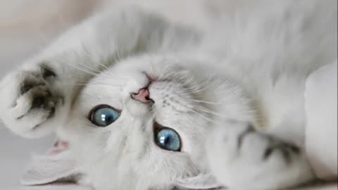 50 Pictures Of The Most Cute Cats and Kittens