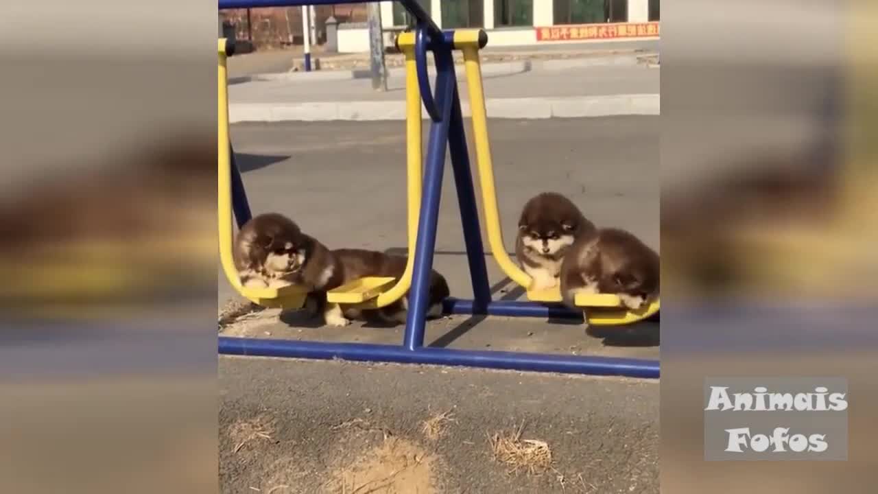 for those who like animals