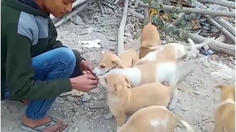 The Puppies Were Crying For Their Mother's Milk but The Mother Dog