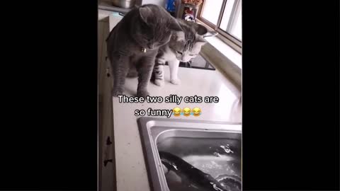 Funniest Animals videos - Best Of The 2022 Funny Animal Videos