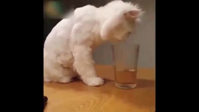 funny animal video very funny