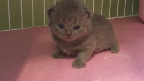 How cute is this little kitten try to walk for the first time.