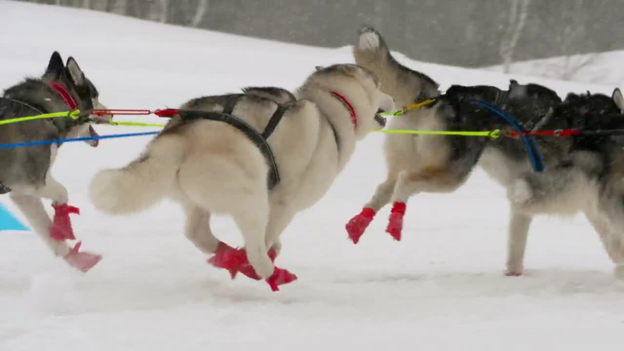 Huskys team sled dogs running in the snow