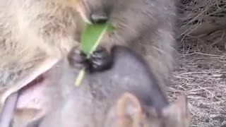 Big Belly Quokka