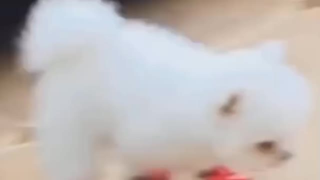 funny animal videos ♔