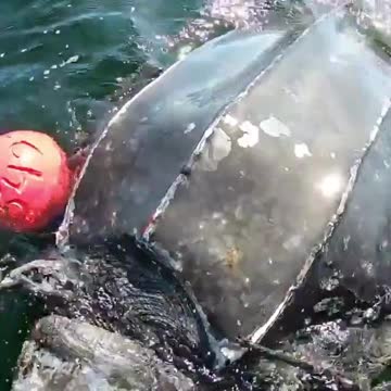 WATCH : Sea Turtle Was In The Need Of A Desperate Help. 🥺 || Part -1
