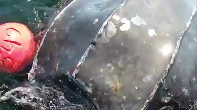 WATCH : Sea Turtle Was In The Need Of A Desperate Help. 🥺 || Part -1