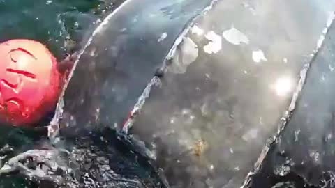 WATCH : Sea Turtle Was In The Need Of A Desperate Help. 🥺 || Part -1