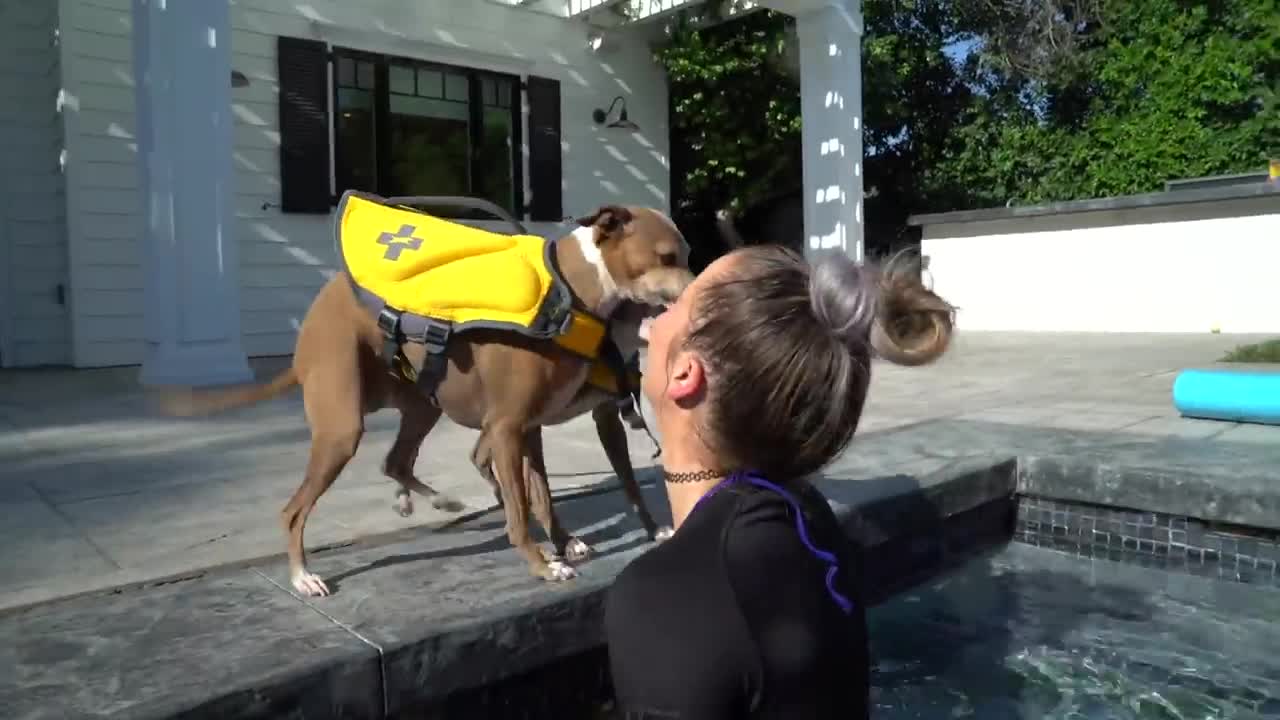 Teaching swimming to dog