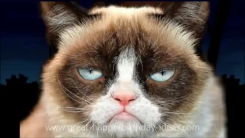 GRUMPY CAT HAPPY BIRTHDAY SONG ( too funny ) 😝