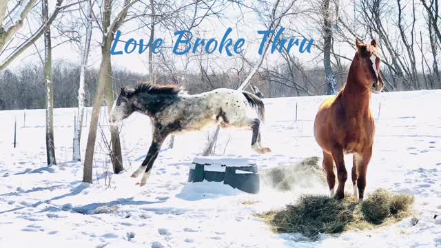 Appaloosa Colt Gallops in Snow