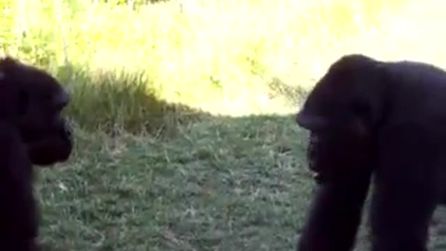 Gorilla Zoo Fight