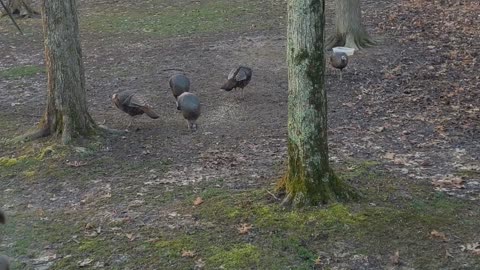 Spring Turkey Gathering