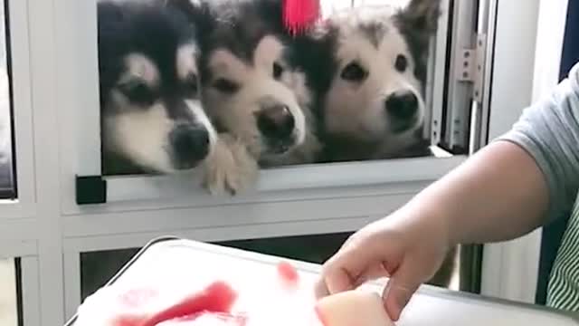 Dog funny 😆