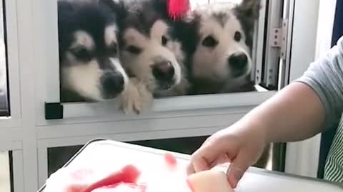 Dog funny 😆